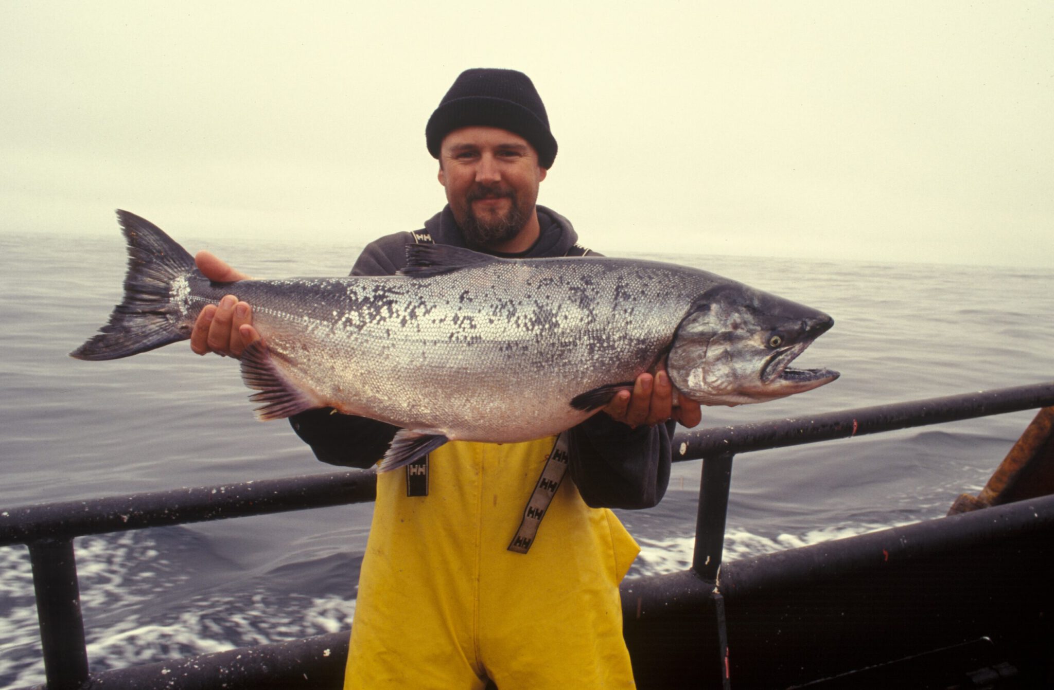 Selolje sammenlignet med fiskeolje
